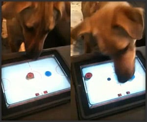 Dog Ipad