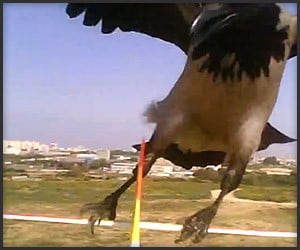 Crow Attacks R/C Plane