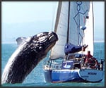 Whale vs. Yacht