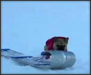 (Doggie) Grand Theft Sled