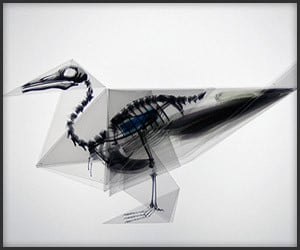 X-Ray Origami