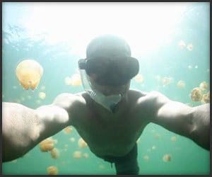 Swimming with Jellyfish