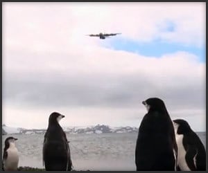 Penguins vs. Airplanes