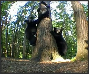Magi-Cam and the Bears