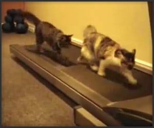 http://theawesomer.com/photos/2011/09/090511_cats_on_a_treadmill_t.jpg