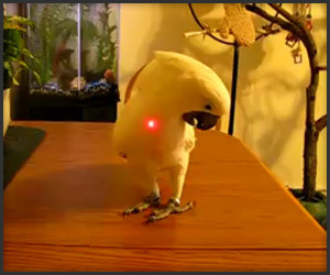 Parrot vs. Laser Pointer