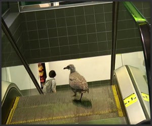 Bird vs. Escalator