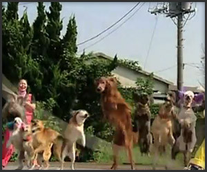 13 Dogs and a Jump Rope