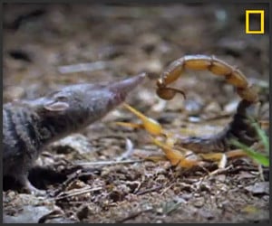 Scorpion vs. Shrew