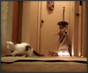 Kittens vs. Vacuum Cleaner