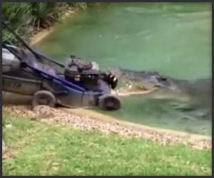 Crocodile vs. Lawnmower