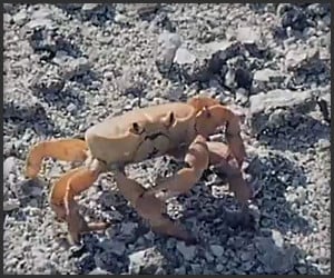 Badass Crab