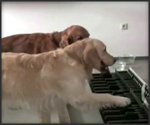 Doggie Piano Duet