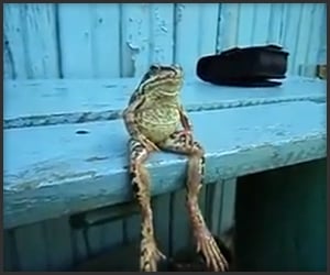 Human Frog