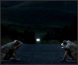 Cane Toad Road