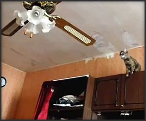 Cat On Fan