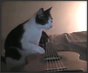 Cat. Guitar. Earthquake.