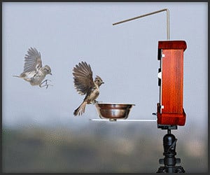 Bird Photo Booth