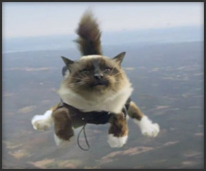 Cat Skydiving