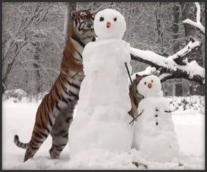 Tigers vs. Snowmen