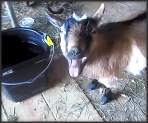 Goats Yelling Like Humans