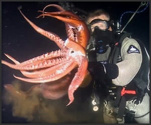 Swimming with a Humboldt Squid