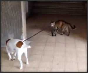 Cat Walks Dog