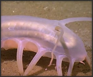 True Facts About the Sea Pig