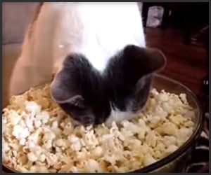 popcorn_cat_t.jpg