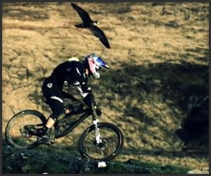 Bike V. Bird