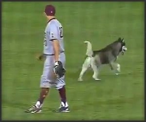 Husky Plays the Outfield
