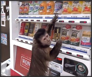 Monkey Buys a Drink