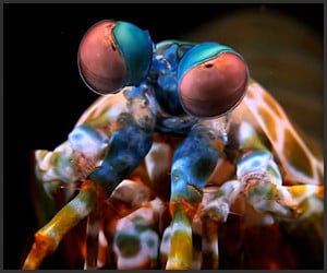 True Facts About Mantis Shrimp