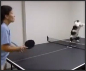 Cats Playing Ping Pong