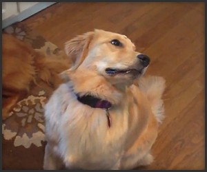 Dog vs. Cheerios