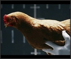 Mercedes-Benz: Chickens