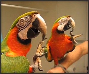 Shushing Macaw