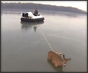 Hovercraft Deer Rescue