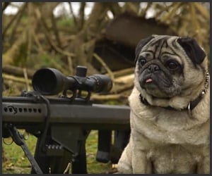 Sniper Pug