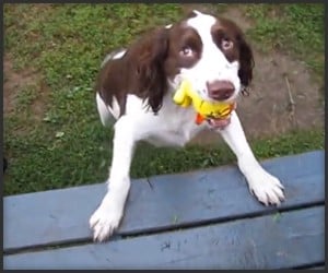 Blind Dog Plays Fetch
