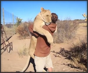 Lion Hug