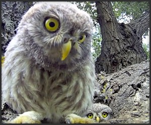 Owls Appraise Camera