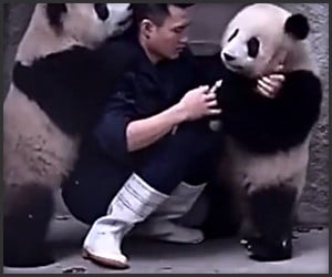 Pandas Don’t Want Medicine