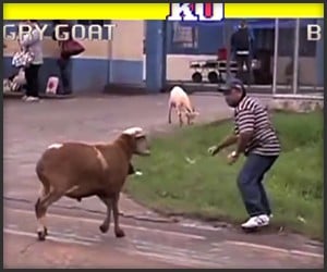 Street Fighter: Angry Goat Edition