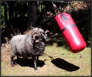Angry Ram vs. Punching Bag