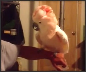 Crazy Cockatoo