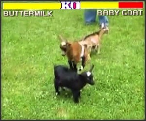 Street Fighter: Goat & Sheep Ed.
