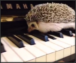 Jazz Hedgehog