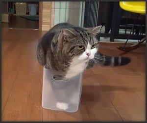 Maru Never Gives up