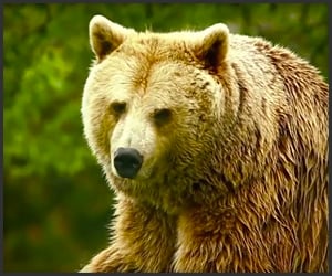 Unedited Footage of a Bear